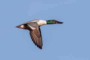 Obraz premium Northern Shoveler