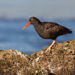 Black Oystercatcher