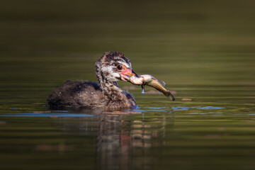 Juvenile Pied-billed Grebe