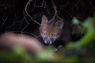 Close up of two playful Red fox cub in Den Blue eyes (Vulpes vulpes) in the field of grass, local park urban. United Kingdom