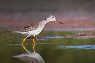 Greater Yellowlegs
