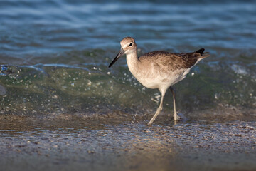 Willit Sandpiper