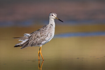 Greater Yellowlegs