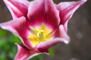An artistic closeup of a red and white tulip blossom in the spring