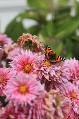 butterfly on flower