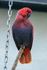 Eclectus Parrot (Eclectus roratus), common in rainforests of New Guinea and nearby islands
