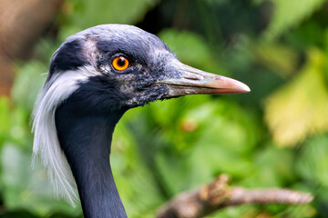 Demoiselle Crane (Grus virgo), common in grasslands and wetlands across Eurasia