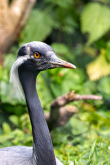 Demoiselle Crane (Grus virgo), common in grasslands and wetlands across Eurasia
