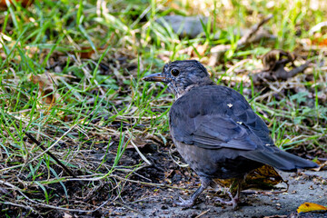 Male Blackbird (Turdus merula), common in gardens and urban parks