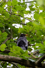 Male Blackbird (Turdus merula), common in gardens and urban parks