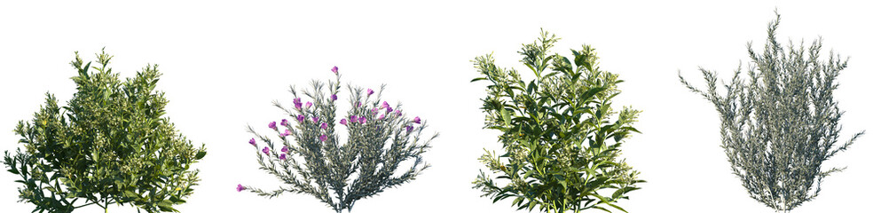 Set of Cestrum nocturnum and Eremophila nivea frontal isolated png on a transparent background perfectly cutout