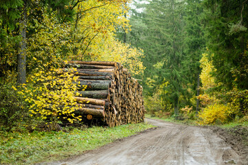 Piles of logs in beautiful mixed pine and deciduous forest. Fall foliage on the trees.