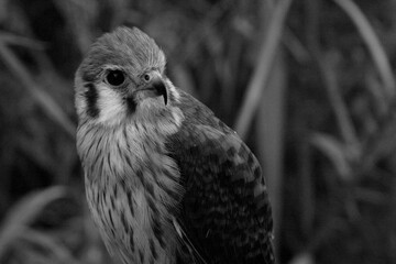 Falco