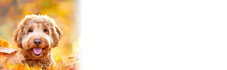 Fototapeta premium Golden Doodle im Herbstlaub 