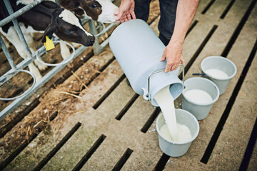 Farm, cows and person with milk in bucket for process, food production or feeding animals in barn. Sustainability, farmer and cream in container for dairy, small business and nutrition for young calf © Penn/peopleimages.com