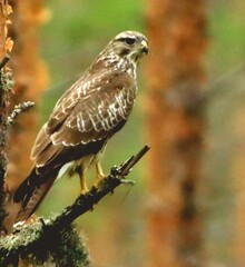 red tailed hawk
