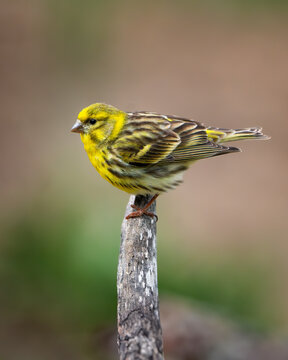 Serin verdecillo