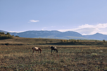 Two beautiful horses peacefully grazing in a lush field with majestic mountains in the background