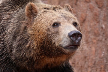 Fototapeta premium brown bear close up