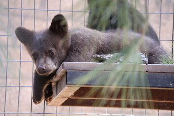 bear cub portrait  © Kali