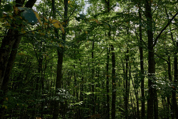 Naklejka premium Idyllic forest landscape with vibrant green leaves on the ground under a clear blue sky