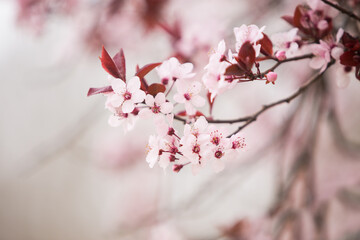Kirschblüte