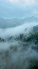 Mountain forest in the clouds in summer