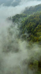 Mountain forest in the clouds in summer
