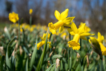 Obraz premium Blumen