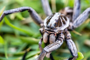 Spinne