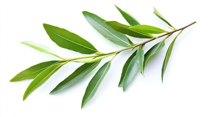 Green Willow Branch with Leaves Isolated on White
