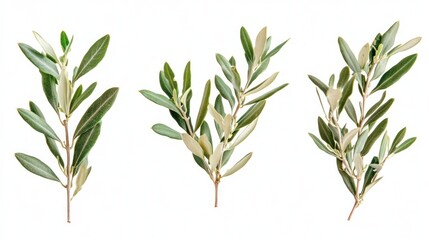 Olive Branch with Green Leaves Isolated on White Background