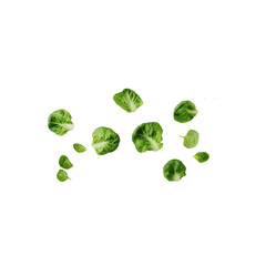 Fresh green lettuce leaves scattered on black background create vibrant and healthy visual. varying sizes and shapes of leaves add an organic touch to any design. 