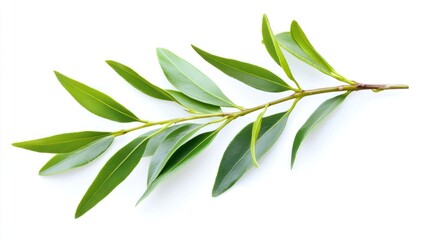 Obraz premium Green Branch With Leaves
