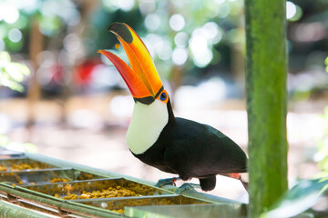 Tukan © David Dieschburg