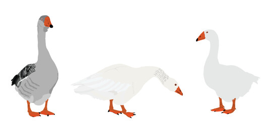 Family flock of goose vector illustration isolated on white background. White goose ,Anser anser domesticus. Water bird. Domestic animals poultry. Gander symbol. Grey Chinese Goose.