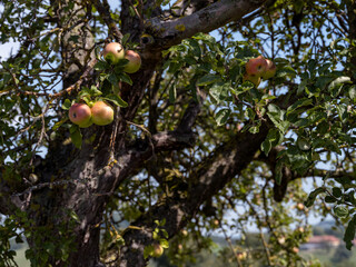 Reife Äpfel, die im Sommer an einem Ast hängen, im Mostviertel, Österreich