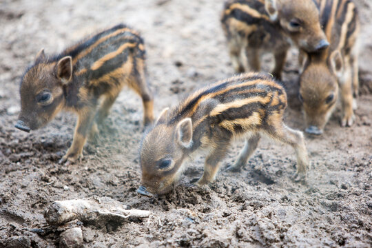 Frischlinge