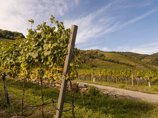 Weinreben in einen Weingarten in der Wachau, Niederösterreich