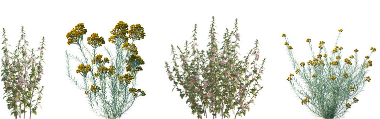 Set of Lavatera clementii (Tree Mallow) and Helichrysum italicum frontal isolated png on a transparent background perfectly cutout high resolution
