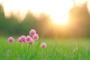 Obraz premium Pink clover flowers blooming in a green meadow at sunset, ideal for nature backgrounds, seasonal marketing materials, peaceful banners, or nature-inspired designs with copy space