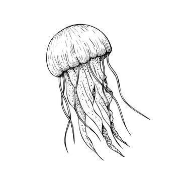 recommend clip art: Vector beautiful jellyfish. Hand painted line sketch. Graphic clip art isolated on background. Underwater illustration. For designers, invitations, decoratio