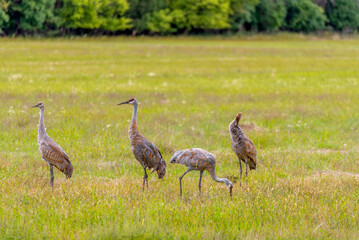 Fototapeta premium Sandhill Cranes In An Urban Field In September In Wisconsin