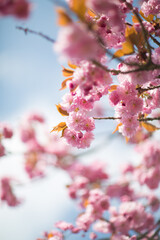Blüte