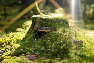 Stump