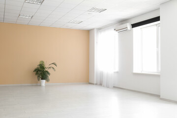 Houseplant near beige wall in stylish empty room