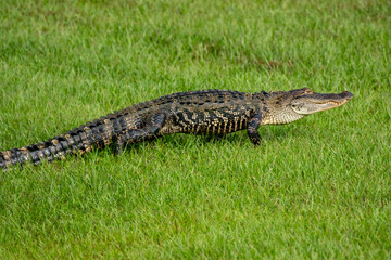 Alligator walking in the grass in North Carolina