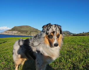 Border Collie tricolor de pelo largo en primer plano junto al mar