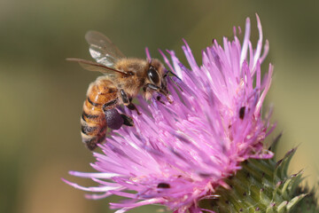Honeybee on flower gathering pollen in late summer