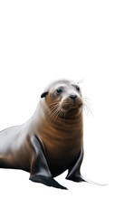 Fototapeta premium Sealion close up isolated on transparent background